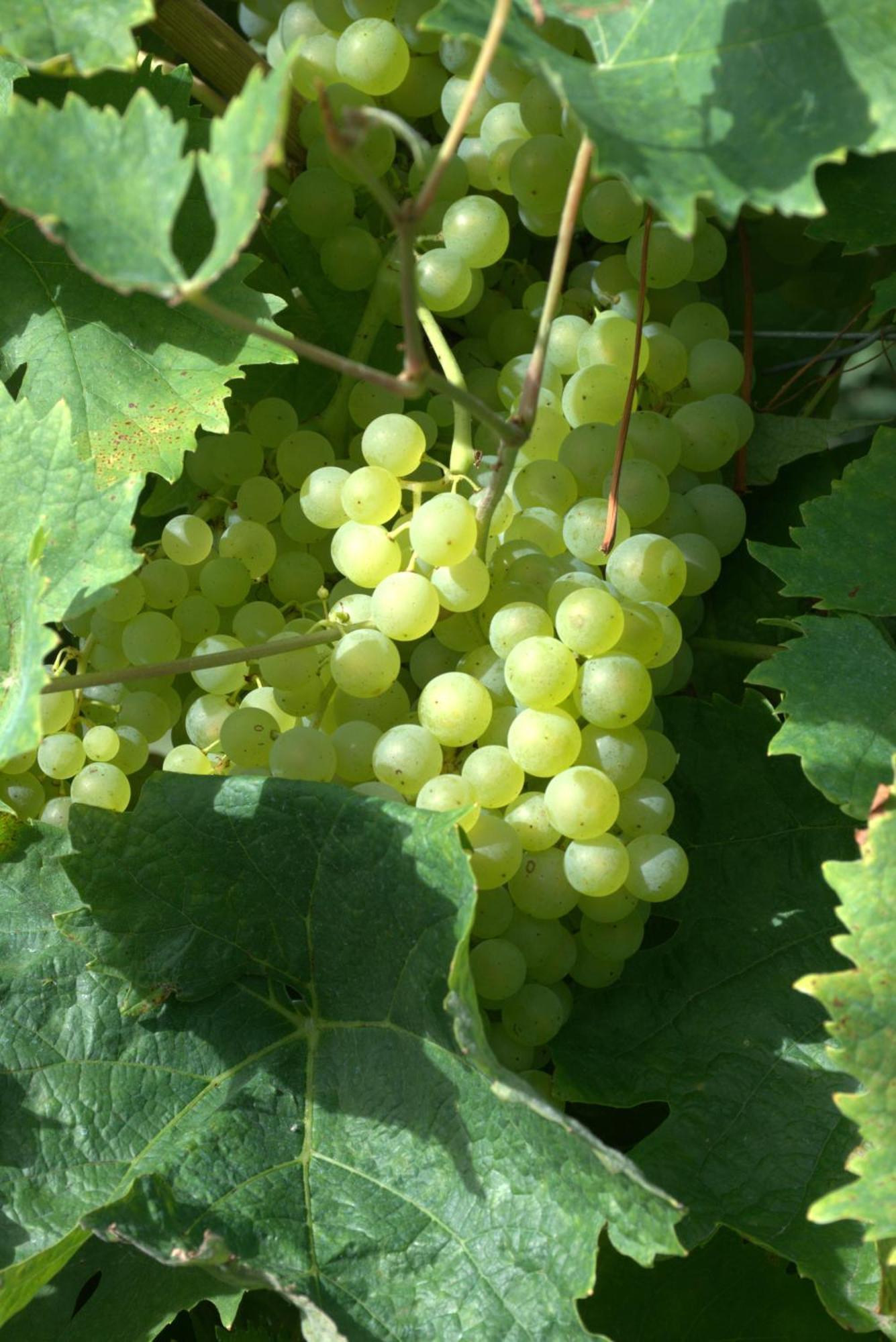 Becheresse Domaine Chez Maurice B&B 외부 사진